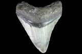 Fossil Megalodon Tooth - North Carolina #80841-1